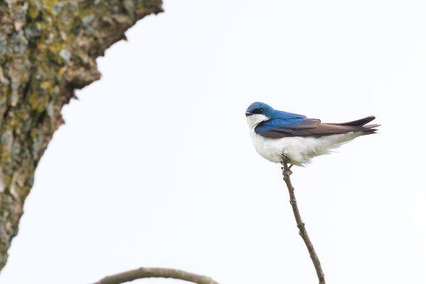 Tree Swallow
