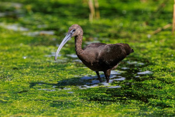 Glossy Ibis
