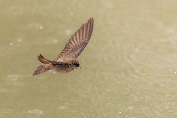 Northern Rough-winged Swallow