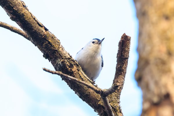 White-breasted Nuthatch
