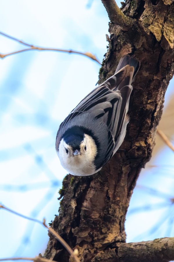 White-breasted Nuthatch