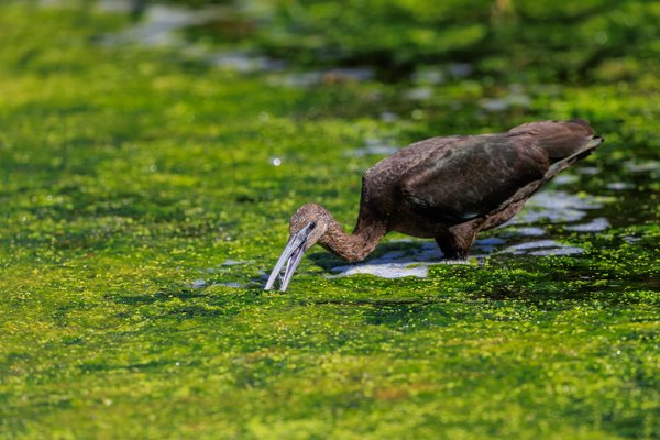 Glossy Ibis