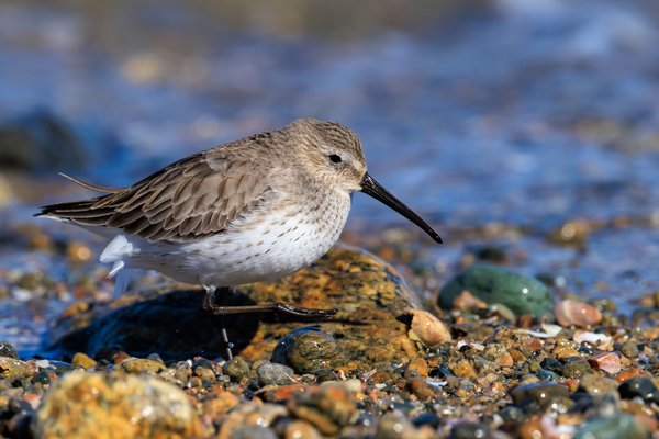 Dunlin