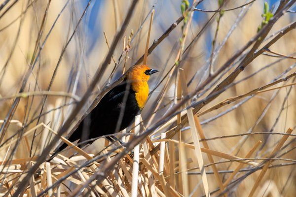 Yellow-headed Blackbird