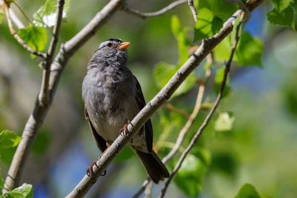 White-crowned Sparrow