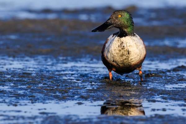 Northern Shoveler