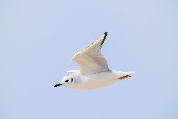 Bonaparte's Gull