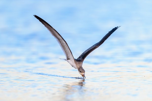 Black Skimmer