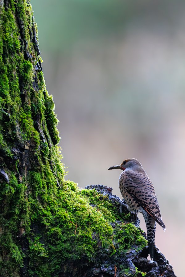 Northern Flicker