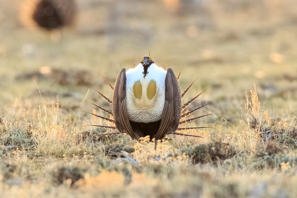 Greater Sage-Grouse