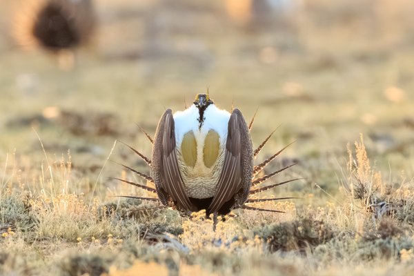 Greater Sage-Grouse