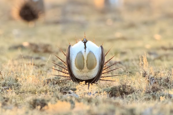 Greater Sage-Grouse