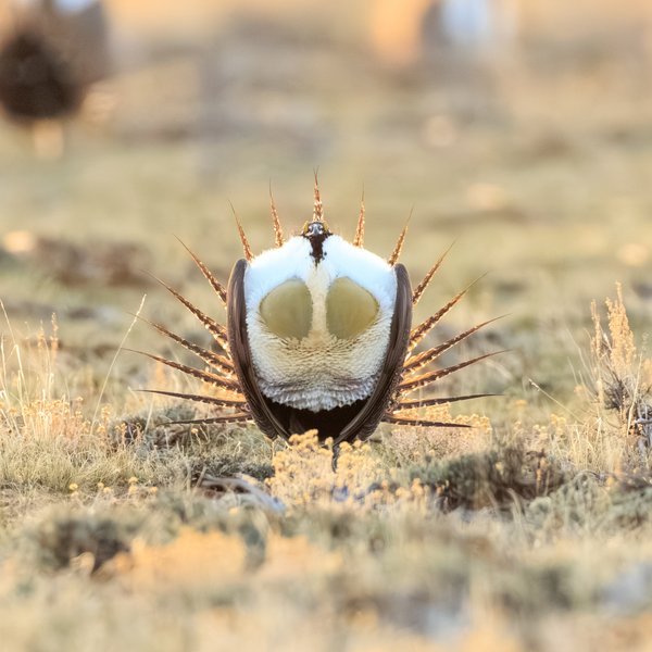 Greater Sage-Grouse