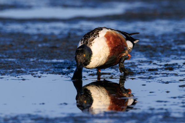 Northern Shoveler