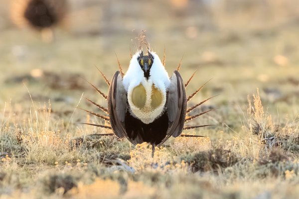Greater Sage-Grouse