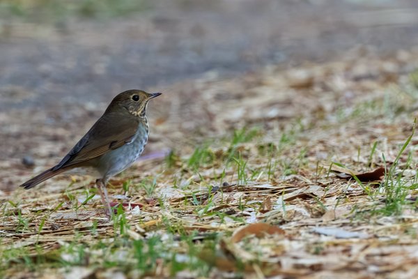Hermit Thrush