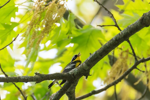 Magnolia Warbler