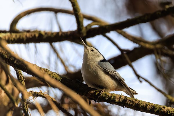 White-breasted Nuthatch