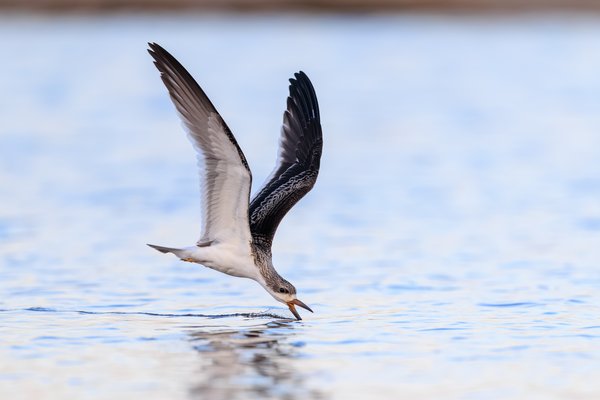 Black Skimmer