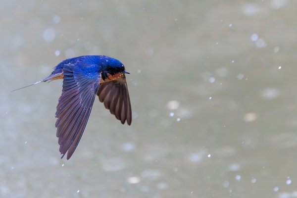 Barn Swallow