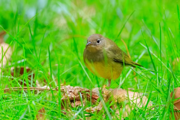 Connecticut Warbler