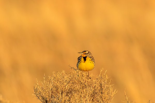 Western Meadowlark