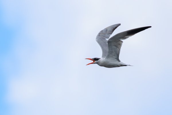 Caspian Tern