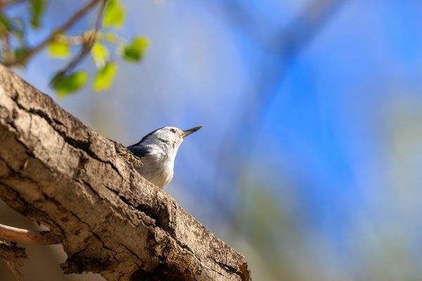 White-breasted Nuthatch