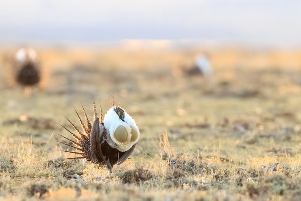 Greater Sage-Grouse