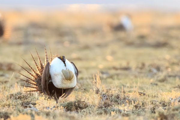 Greater Sage-Grouse