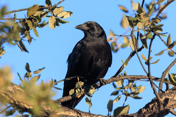 American Crow