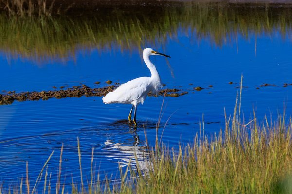 Snowy Egret