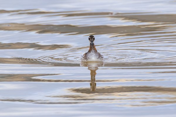 Red-necked Phalarope