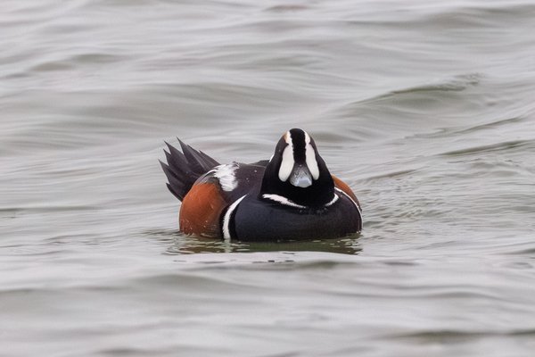 Harlequin Duck