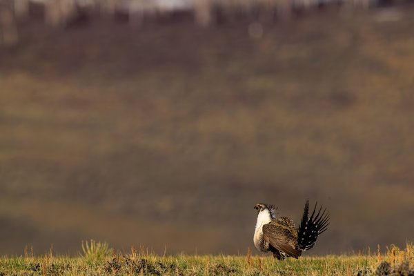 Greater Sage-Grouse