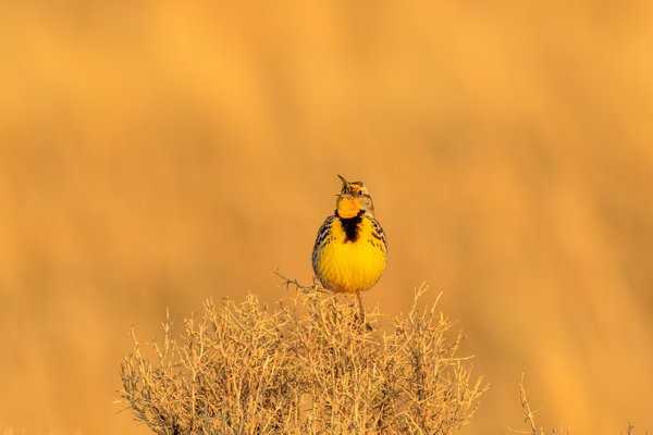 Western Meadowlark