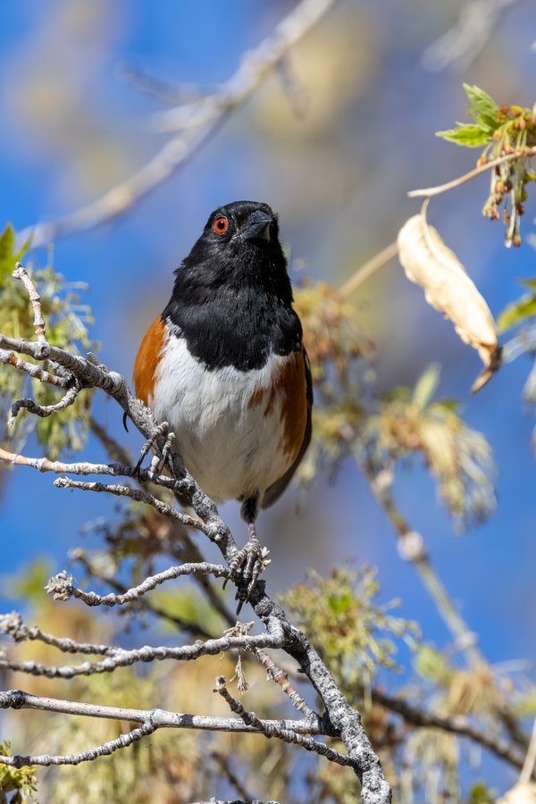 Spotted Towhee