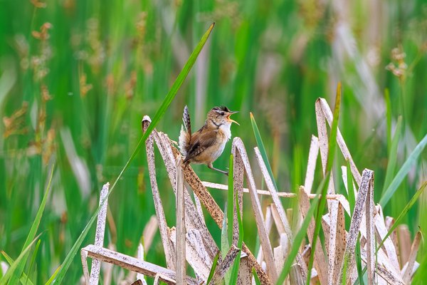 Marsh Wren