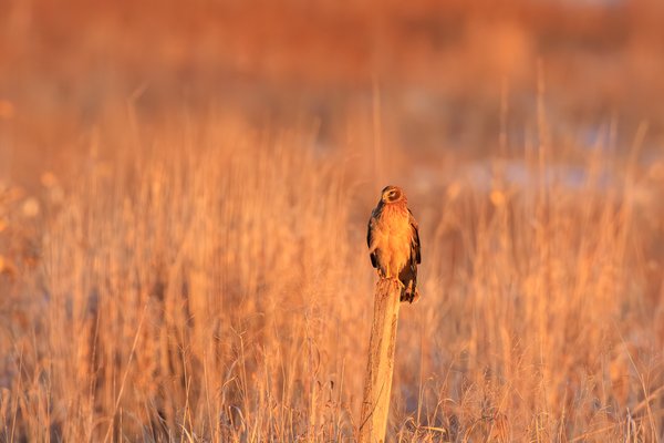 Northern Harrier
