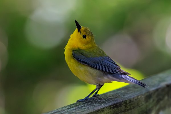 Prothonotary Warbler