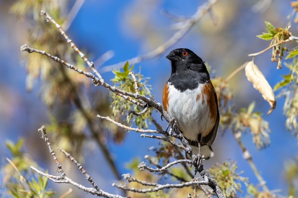 Spotted Towhee