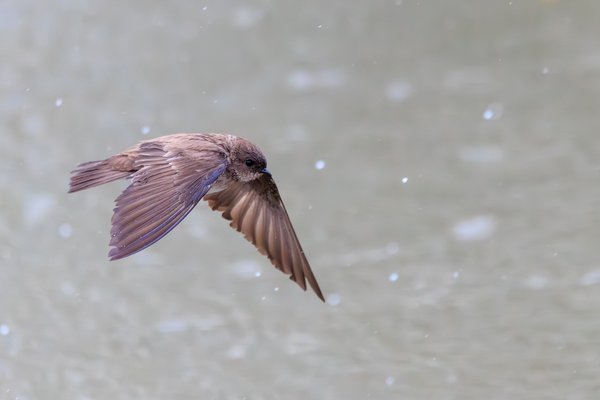 Northern Rough-winged Swallow