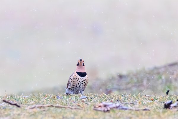 Northern Flicker