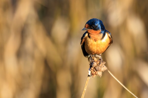 Barn Swallow