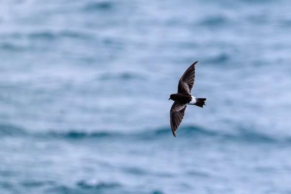 Wilson's Storm-Petrel