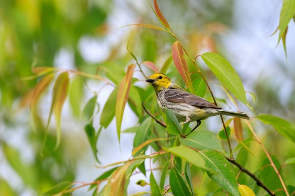 Black-throated Green Warbler