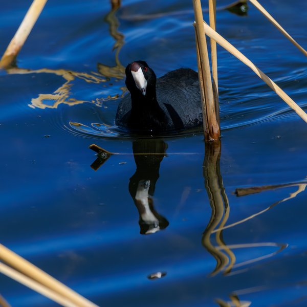 American Coot