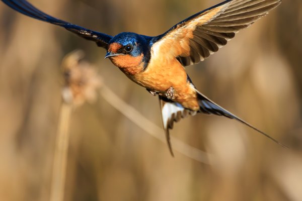 Barn Swallow