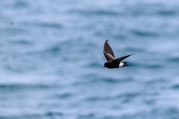 Wilson's Storm-Petrel