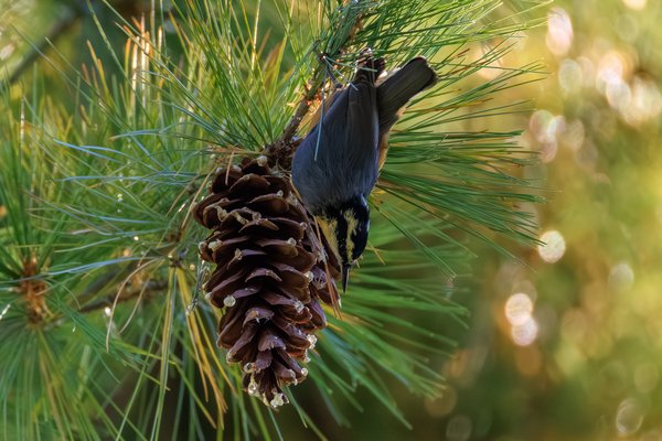 Red-breasted Nuthatch
